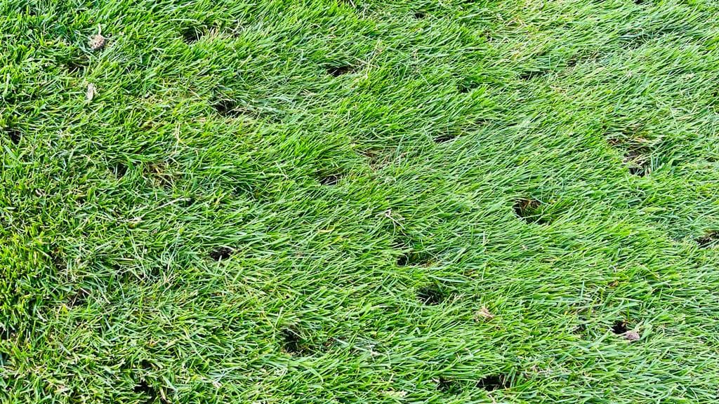 Detail hustého zeleného travního porostu po regeneraci